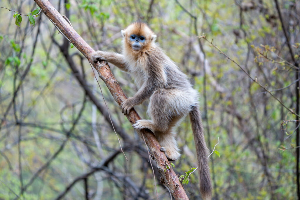 Young golden snub-nosed monkey perched on a tree branch