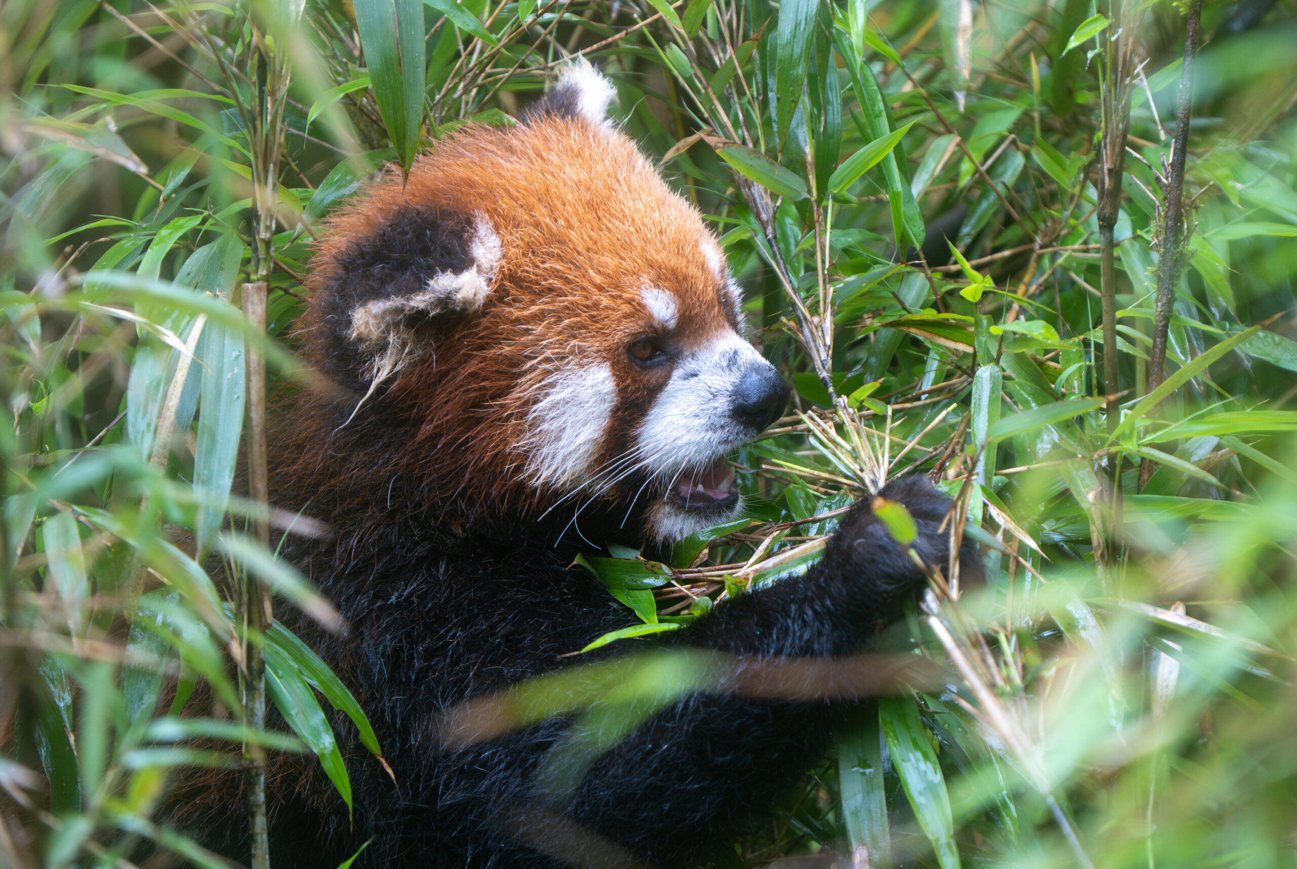 Red panda eating bamboo in a green forest habitat in Sichuan