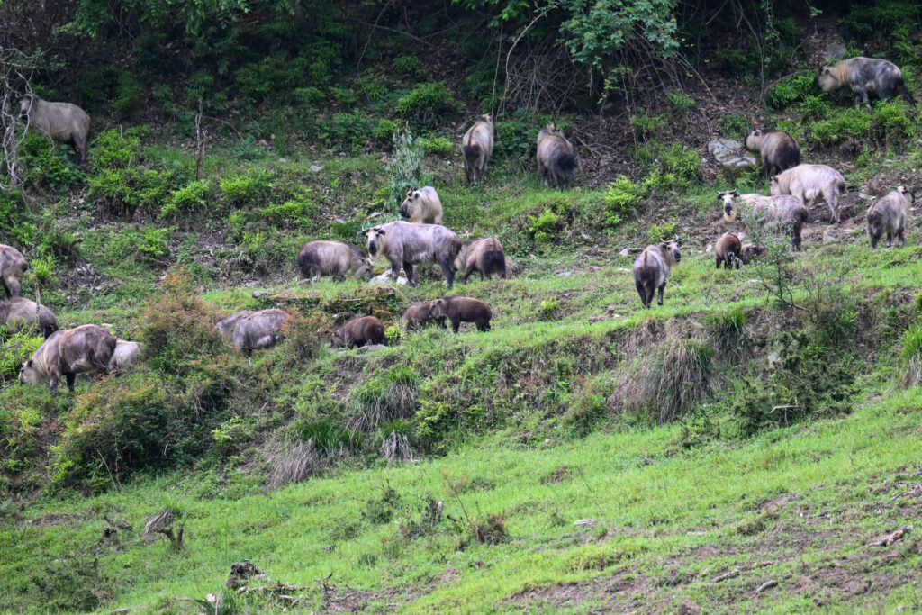 A herd of Sichuan takins grazing in Tangjiahe Nature Reserve