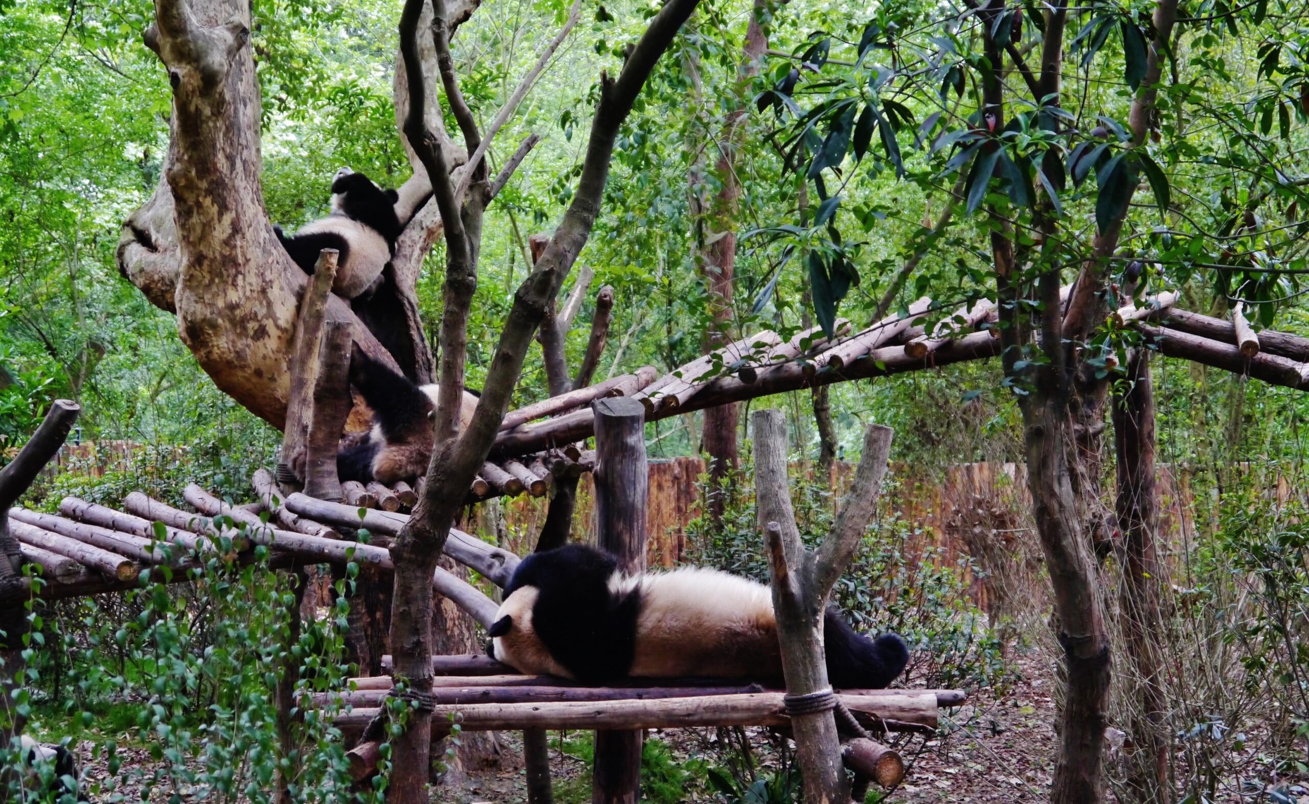 Giant pandas resting among trees at the Chengdu Research Base of Giant Panda Breeding