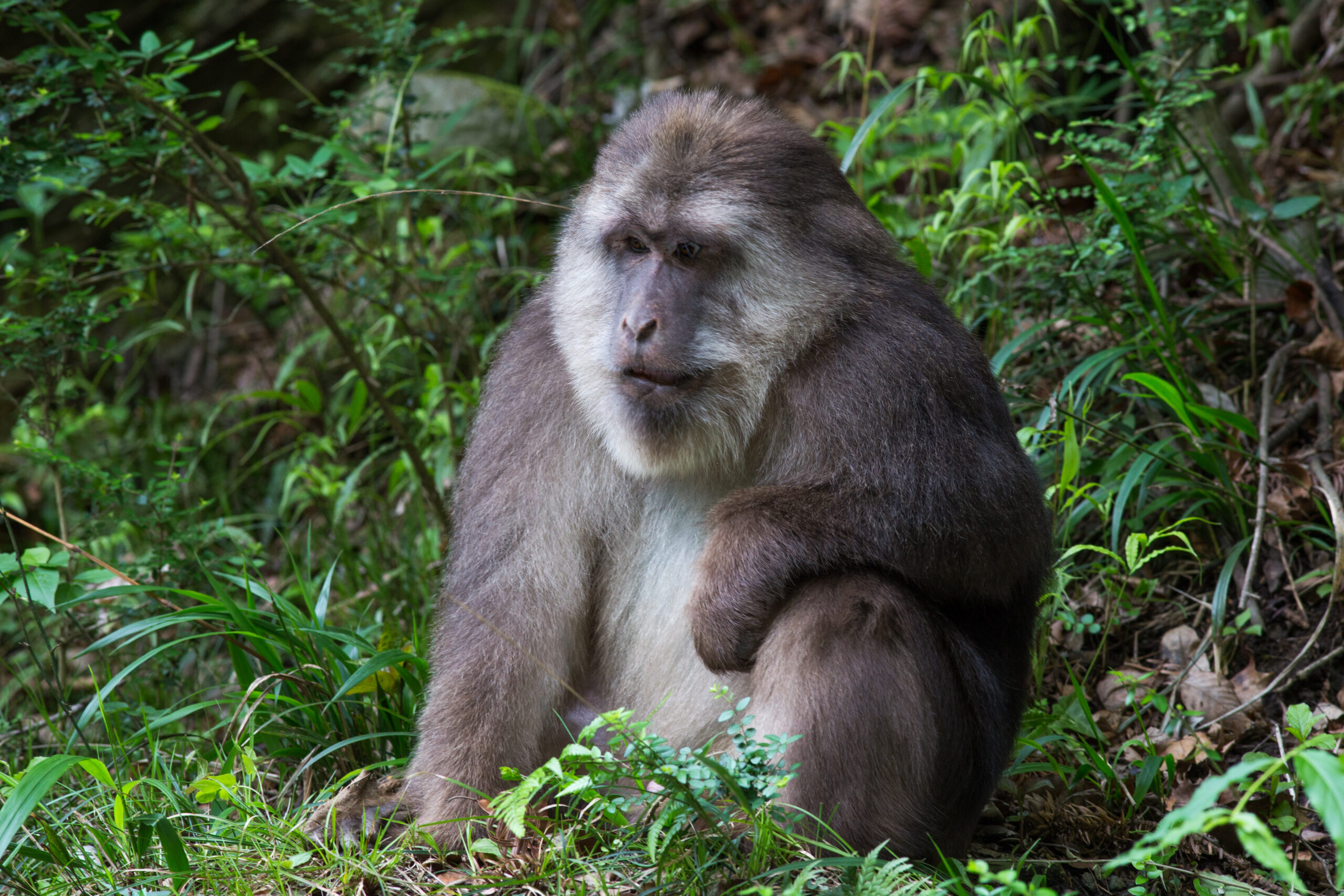 A male Tibetan macaque in Tangjiahe Nature Reserve, Sichuan