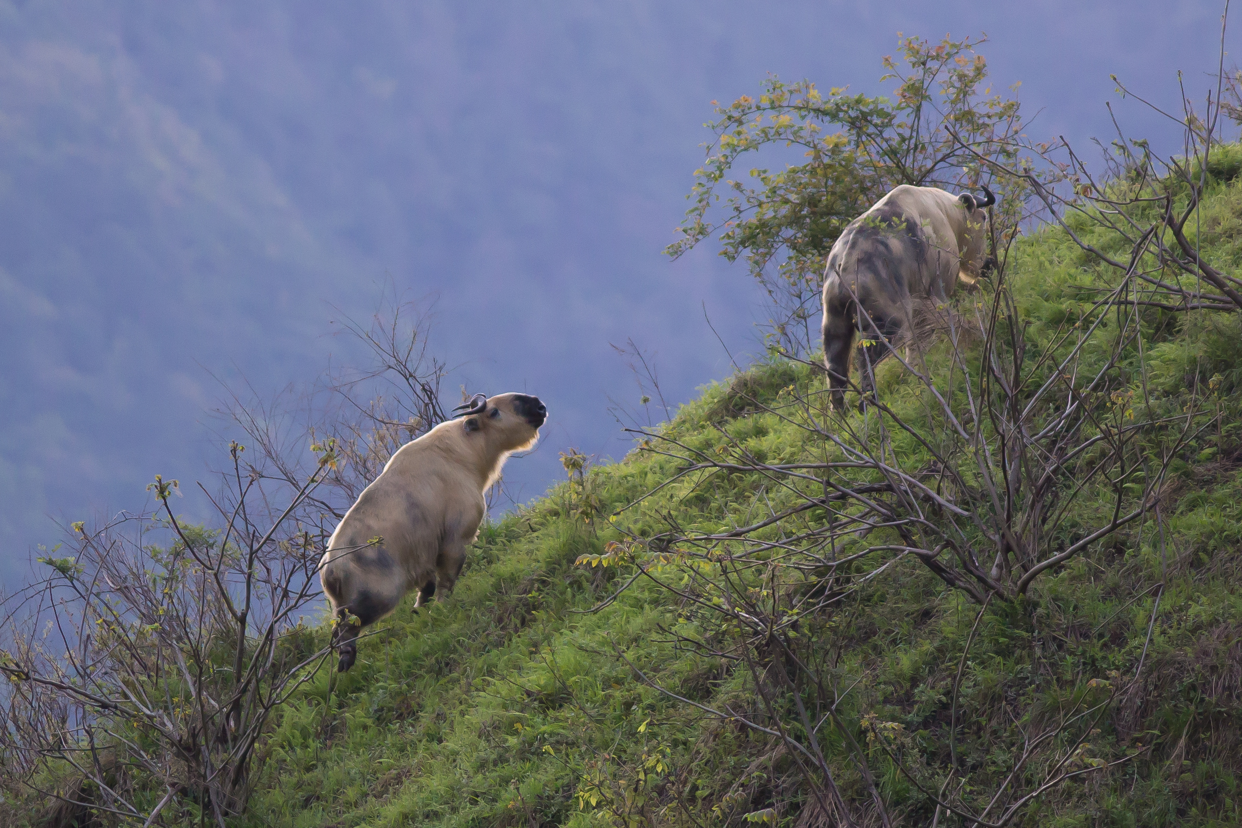 A Tibetan takin standing in Tangjiahe Nature Reserve in Sichuan