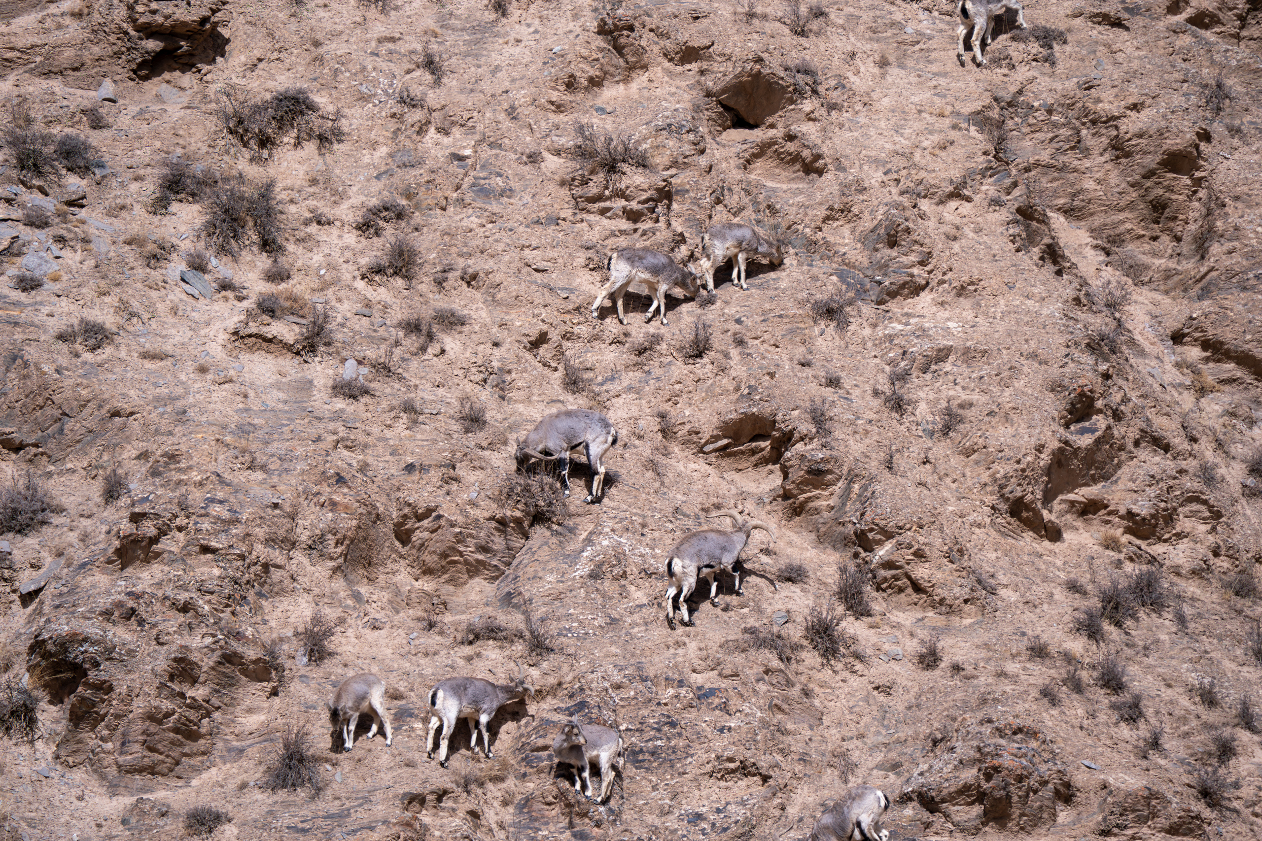 a group of blus sheep