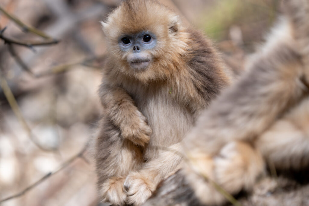 Golden snub-nosed monkey facing the camera among blurred branches