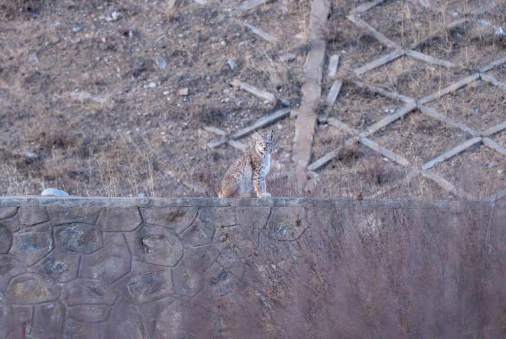 Lynx seated on a stone wall amid dry grass and brush