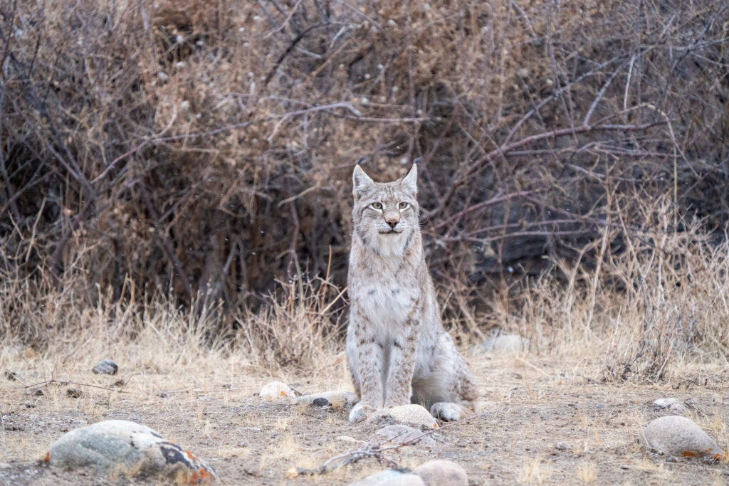 Lynx sitting alert among dry brush and grass