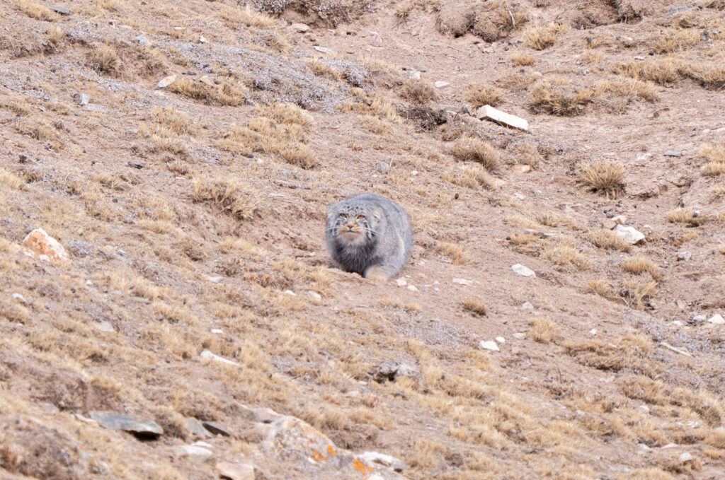 Pallas's cat sitting on a dry grassy mountain slope
