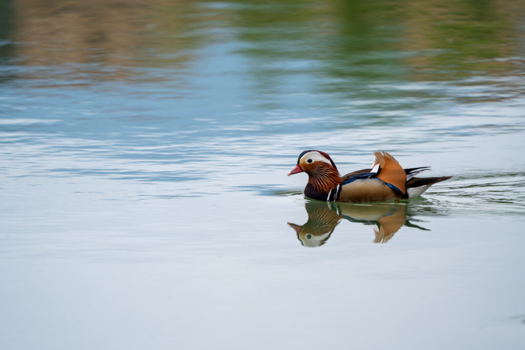 Mandarin duck floating on calm water with a clear reflection