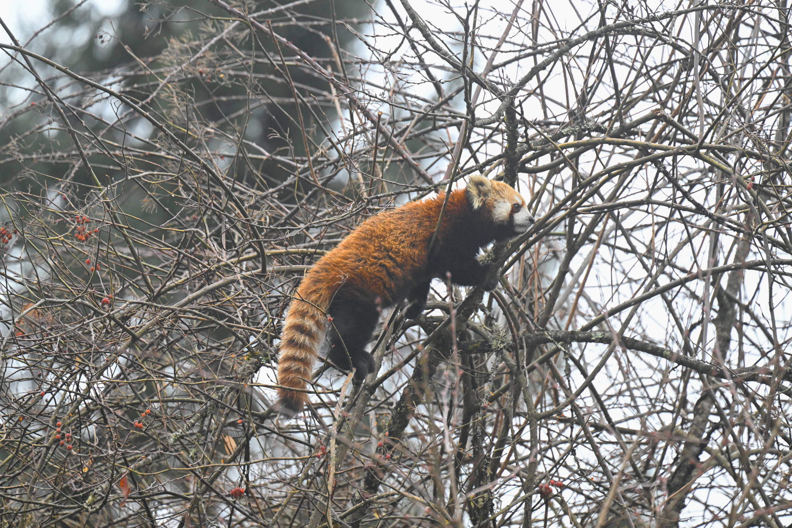Red panda moving through a network of bare branches and red berries