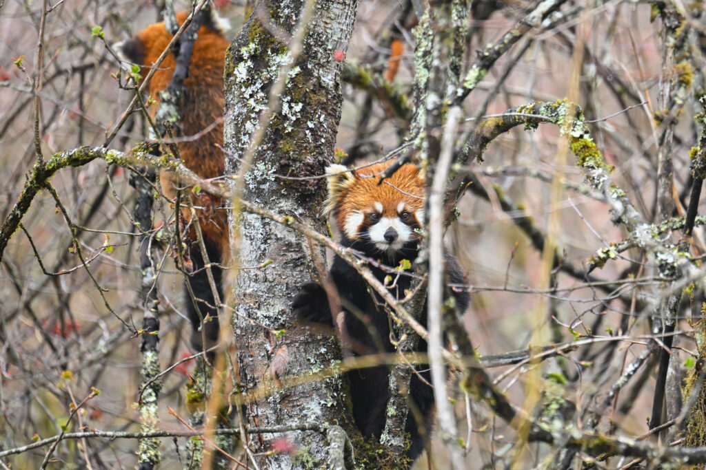 Red panda peering through moss-covered branches in a forest