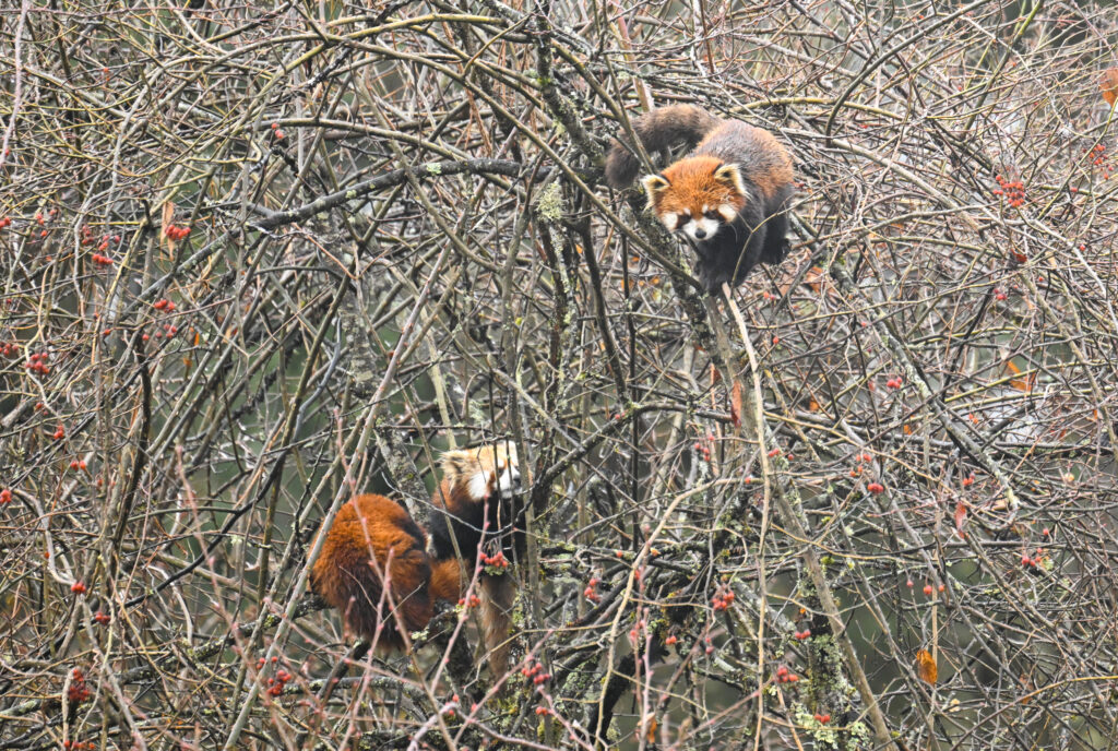 Three red pandas moving among thorny branches and red berries