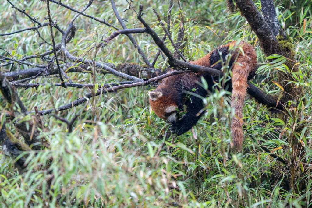 Red panda climbing through mossy branches and dense mountain foliage