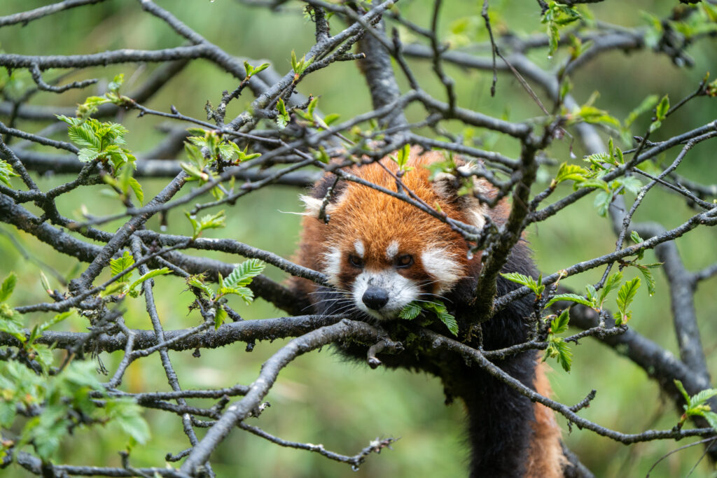 Red panda peering through budding branches in a green forest