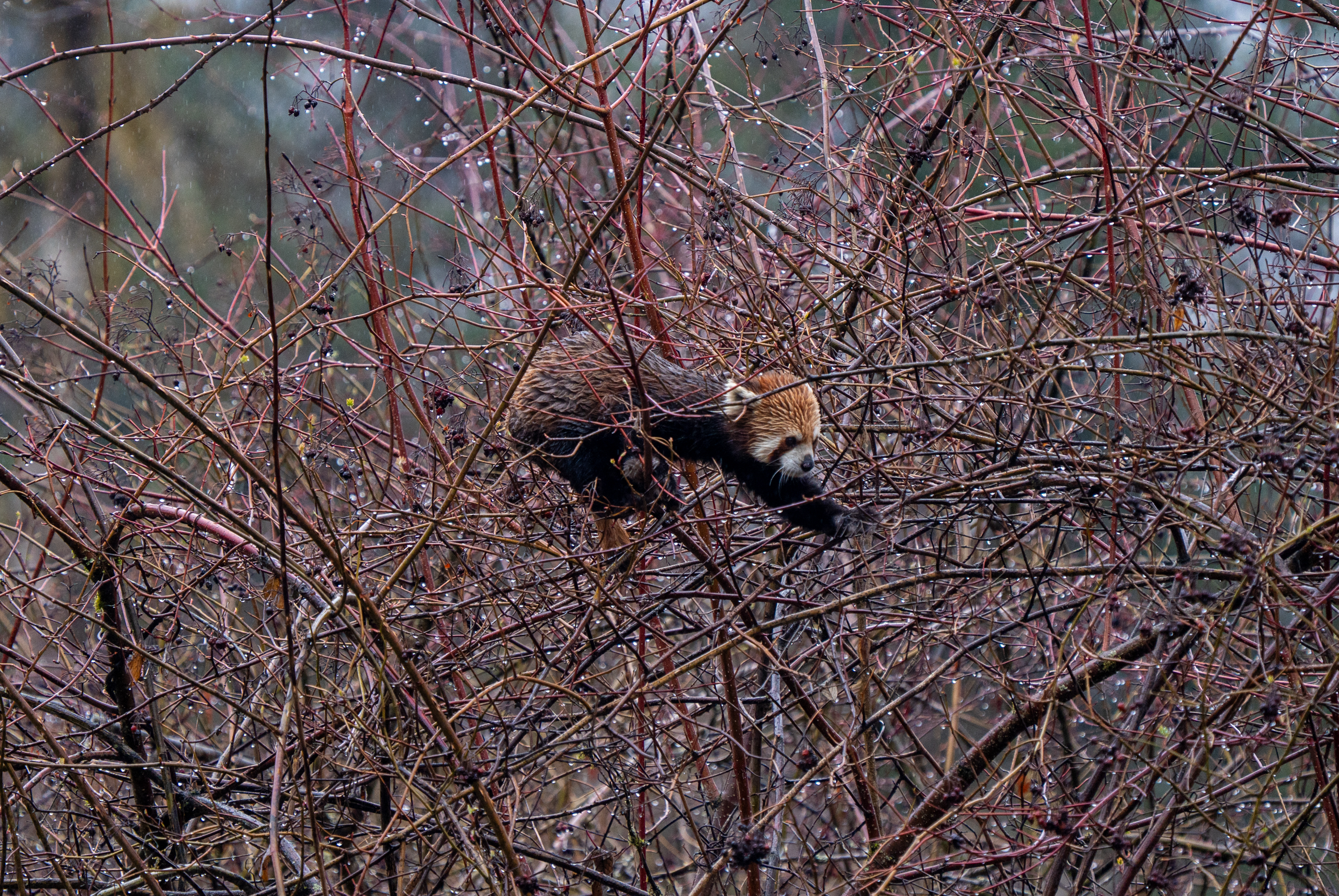 Red panda moving through rain-damp branches in dense woodland