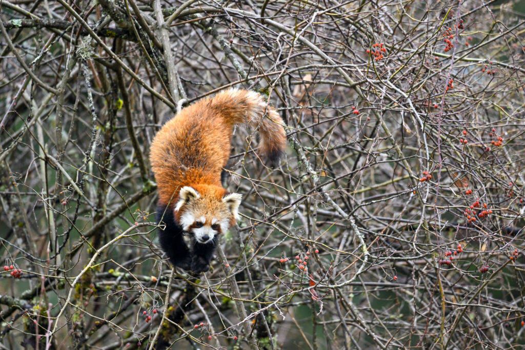 Red panda descending through thorny branches beside clusters of red berries