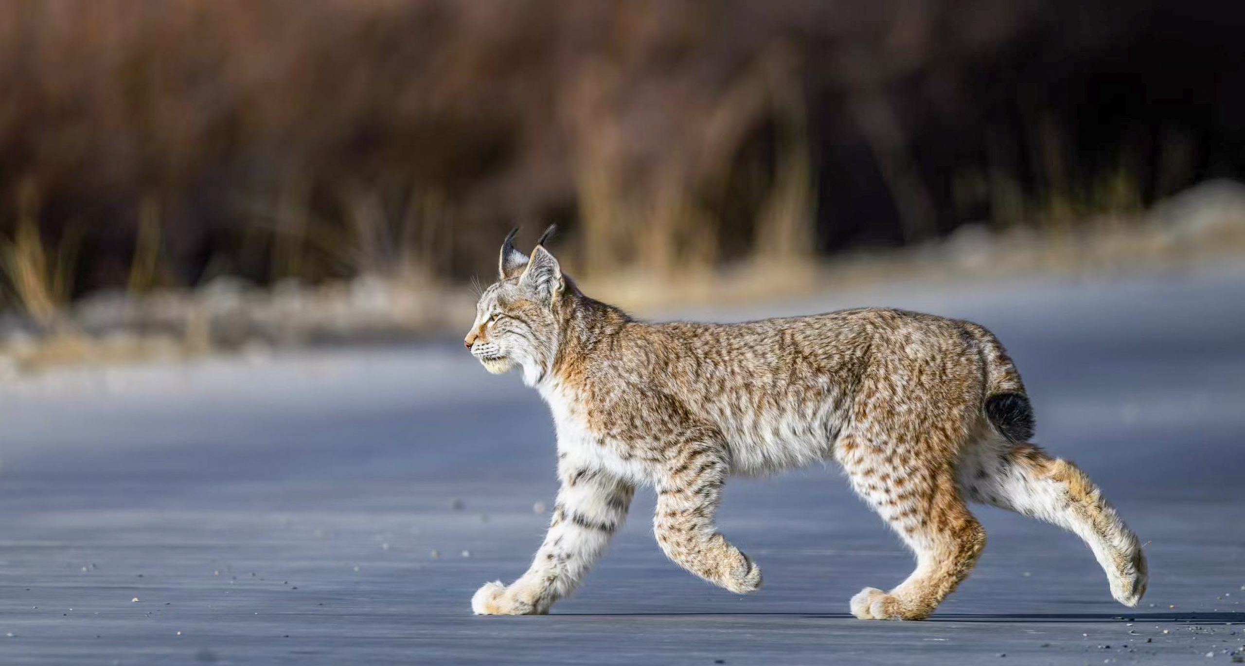 Eurasian lynx walking across frozen ground with its winter coat