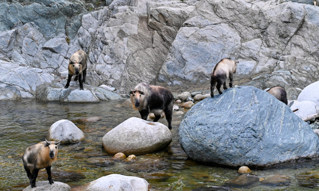 A group of takins moving among rocks and shallow water
