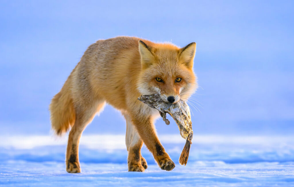 Tibetan fox carrying prey across a snowy landscape