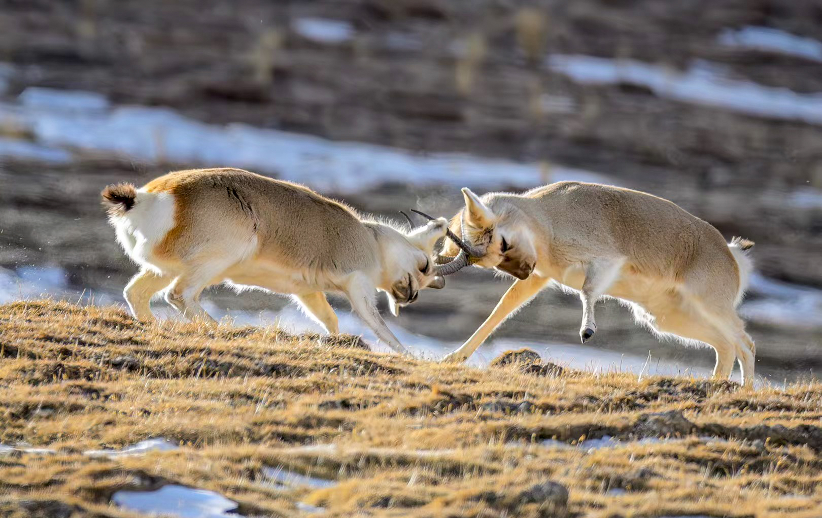 Two Tibetan gazelles sparring on a snowy high plateau