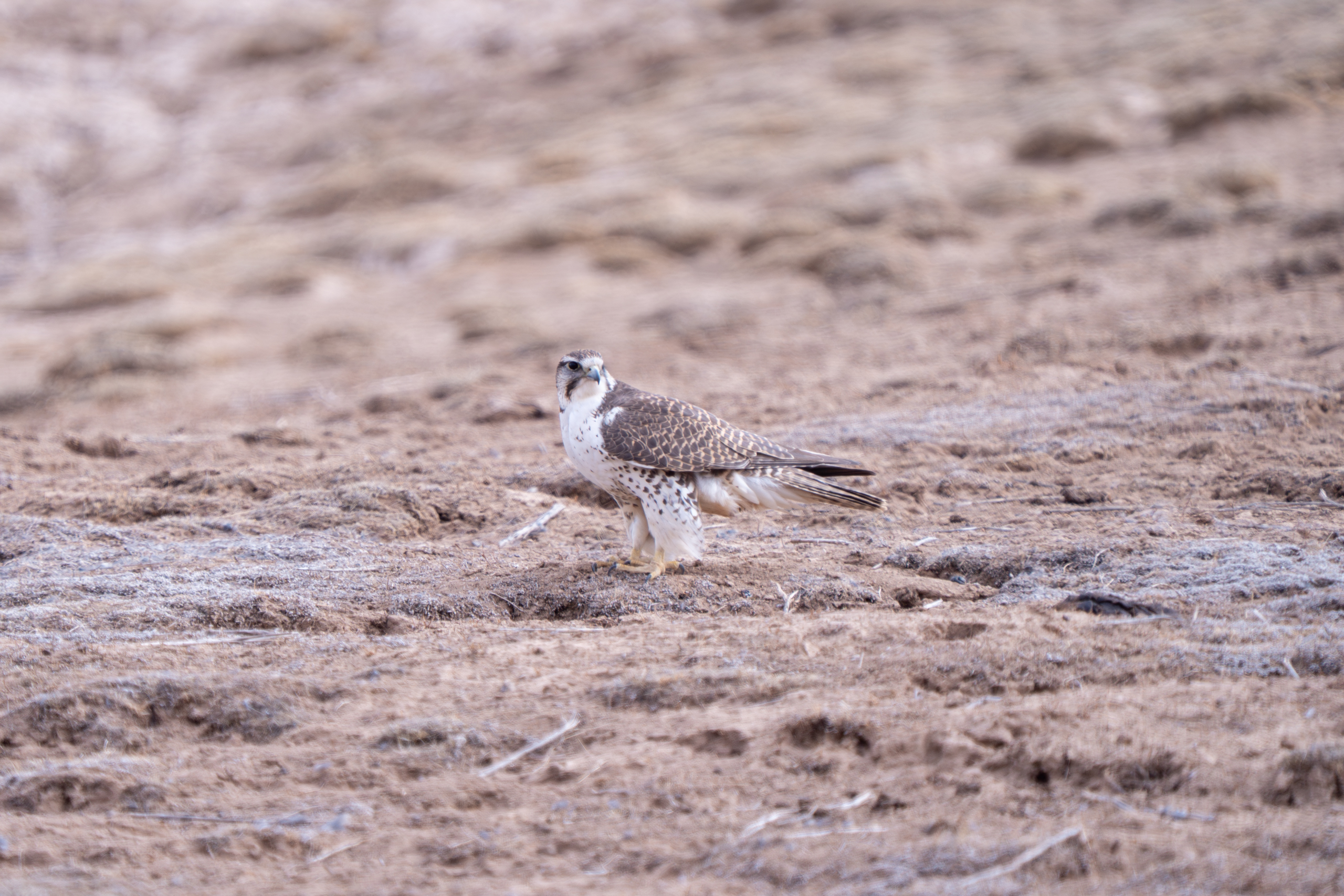 In the distance stood a falcon