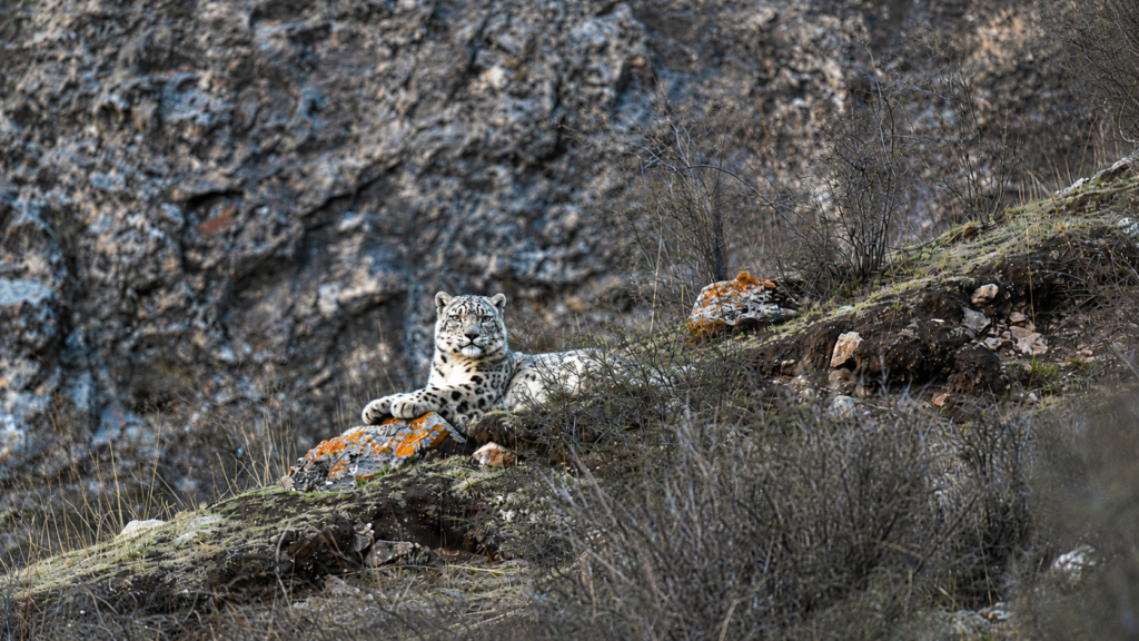 Snow leopard reclining on a rocky alpine ledge