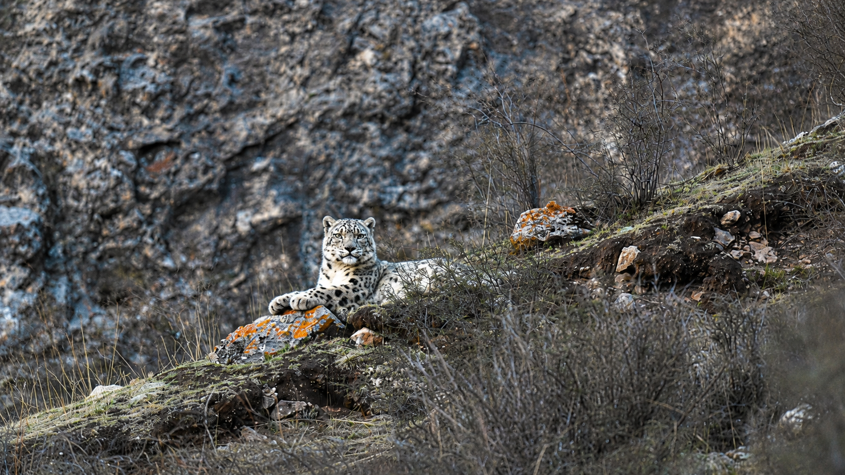Snow leopard reclining on a rocky alpine ledge