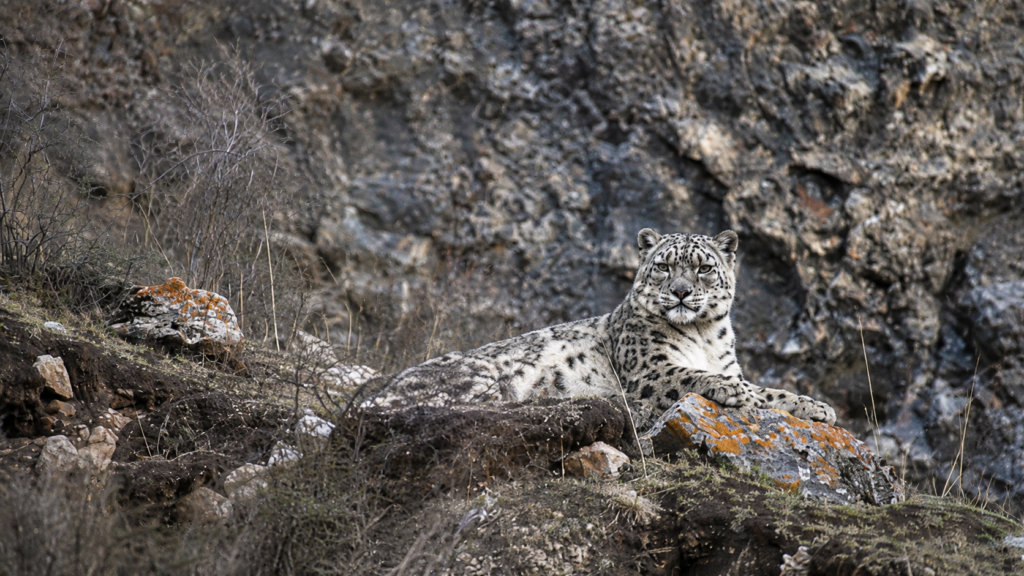 Snow leopard resting in a strong portrait pose on an alpine ledge