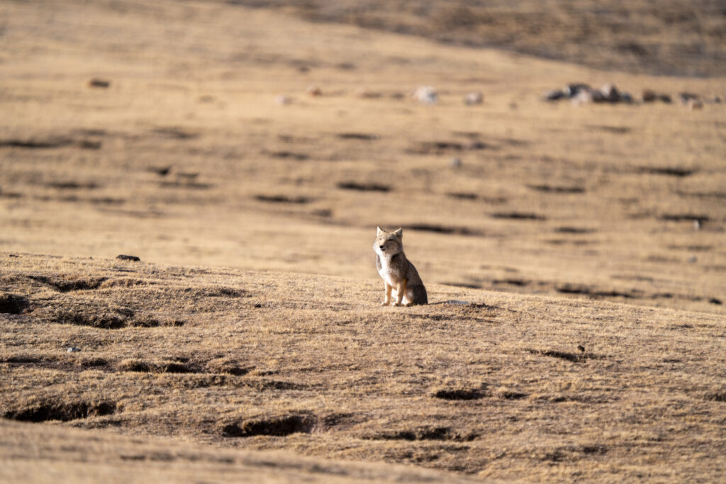 Tibetan fox sitting alone on a wide alpine plateau