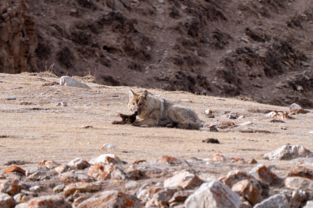 Wolf lying on rocky ground with a dark object nearby