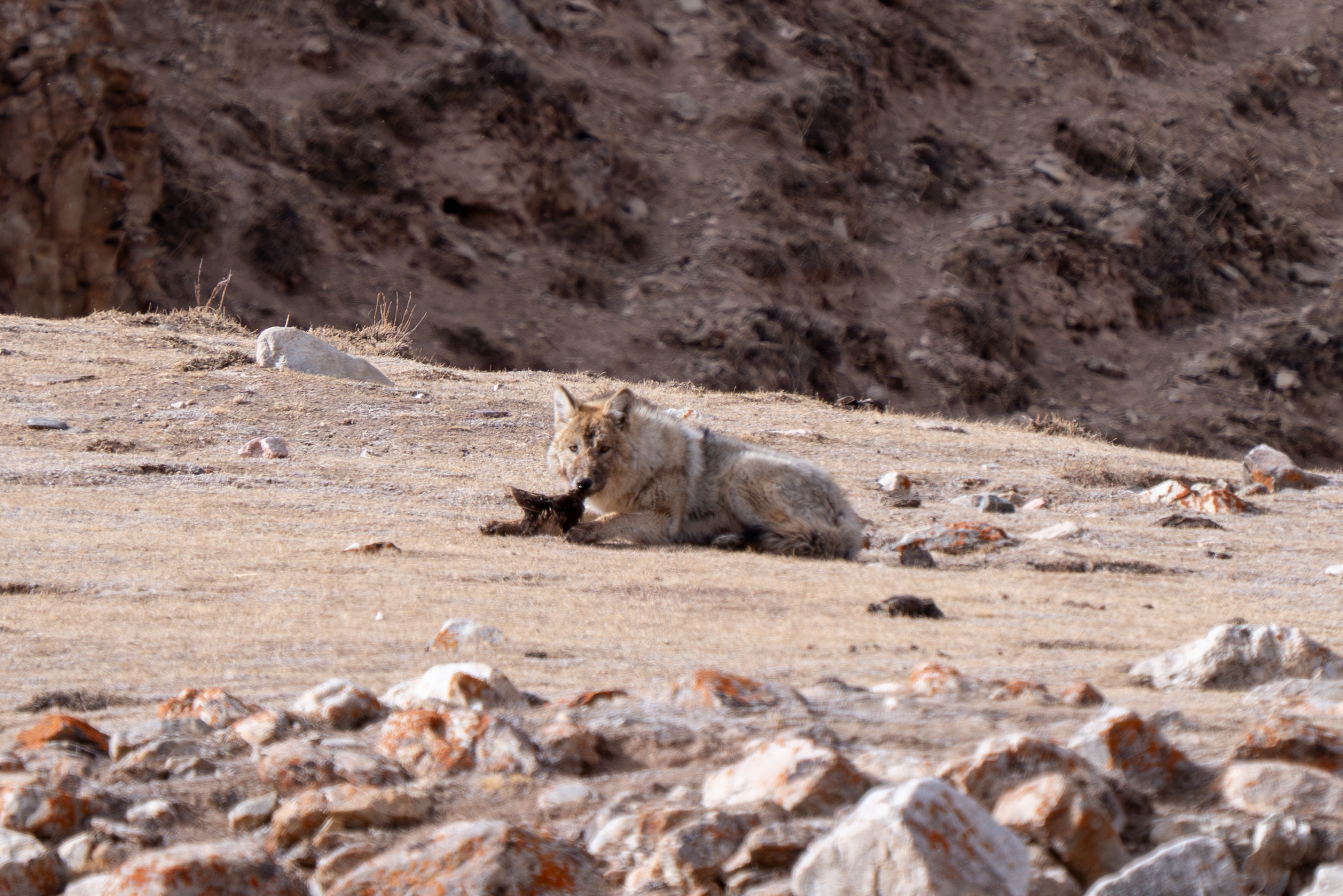 Wolf lying on rocky ground with a dark object nearby