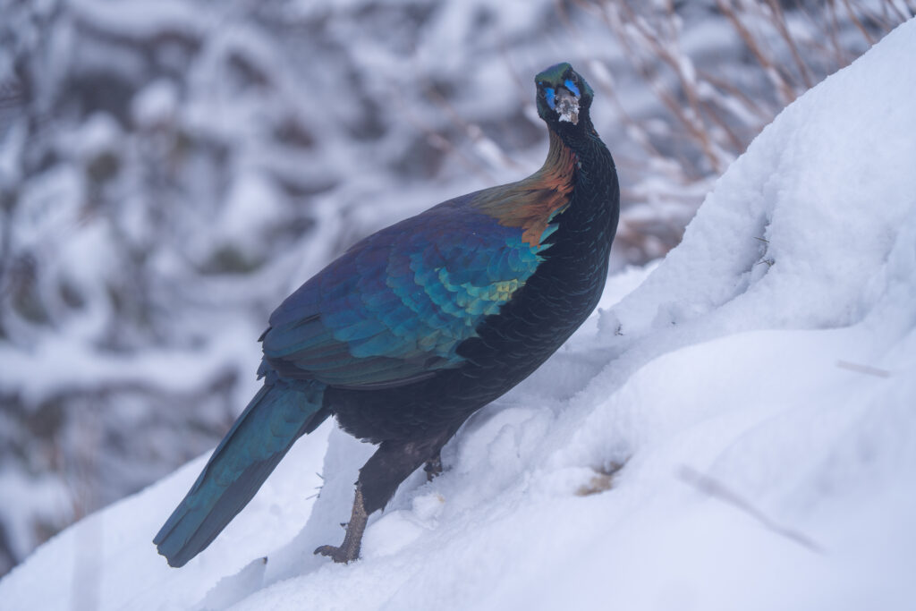 chinese monal in the snow