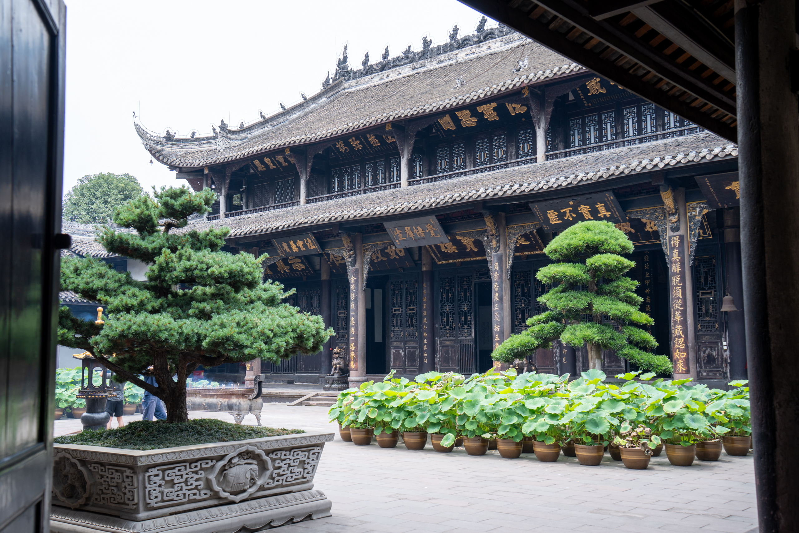 Historic wooden temple hall overlooks potted lotus plants and sculpted pines