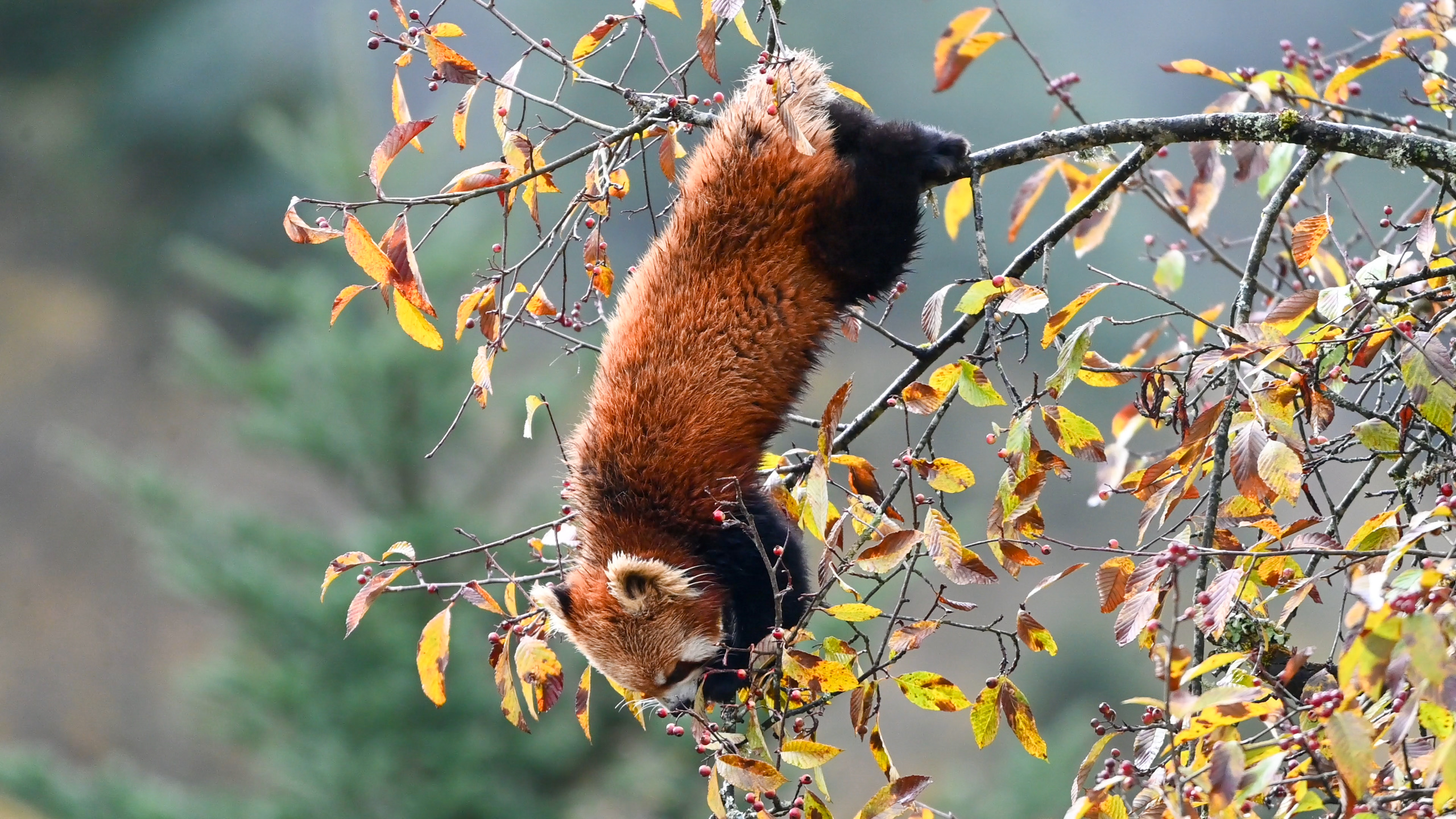 The red panda hangs upside down to eat the fruit