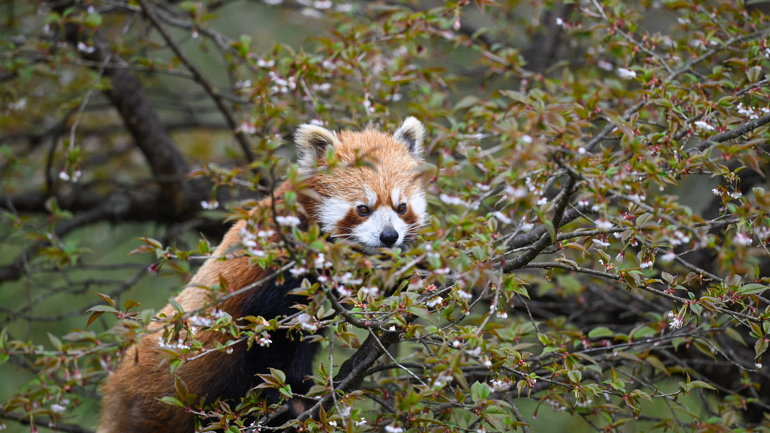 The red panda eat the fruit