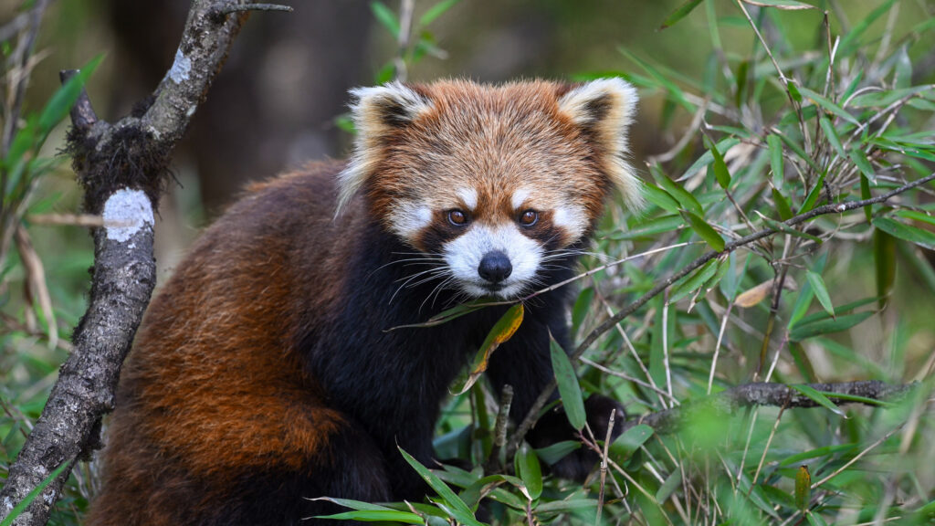 Close portrait of a red panda looking toward the camera