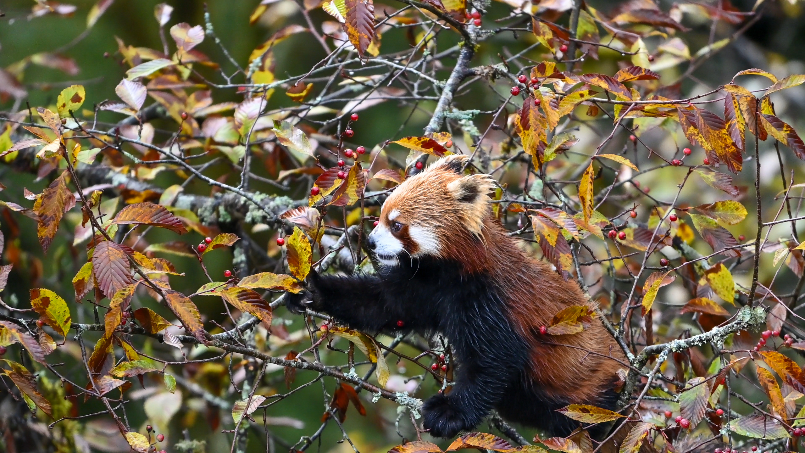 The red panda searchs the fruit