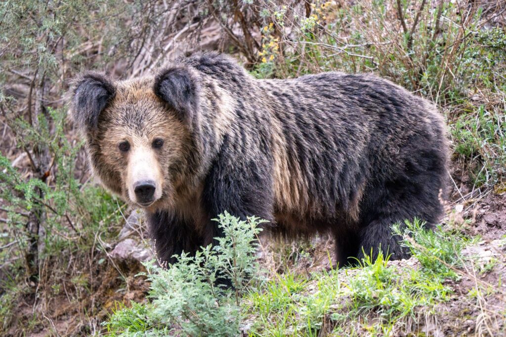 Black bear standing among shrubs and trees in a mountain forest