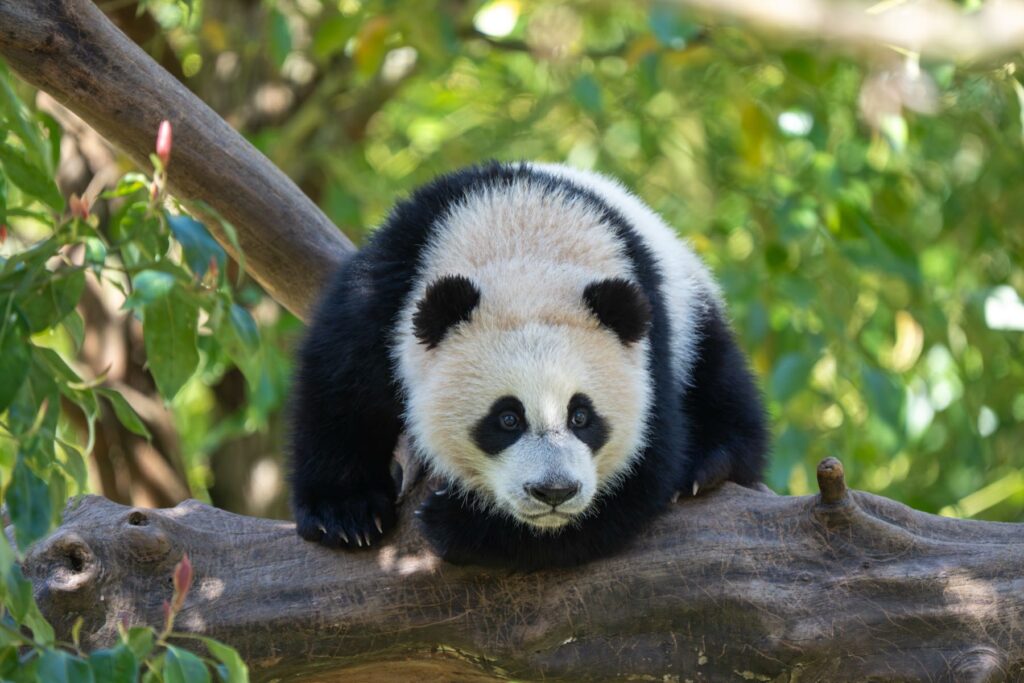 A giant panda resting on a horizontal log among green foliage