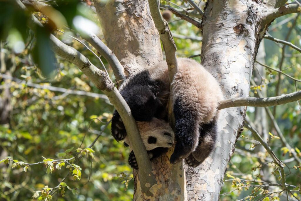 A giant panda draped over the fork of a tree in dappled sunlight