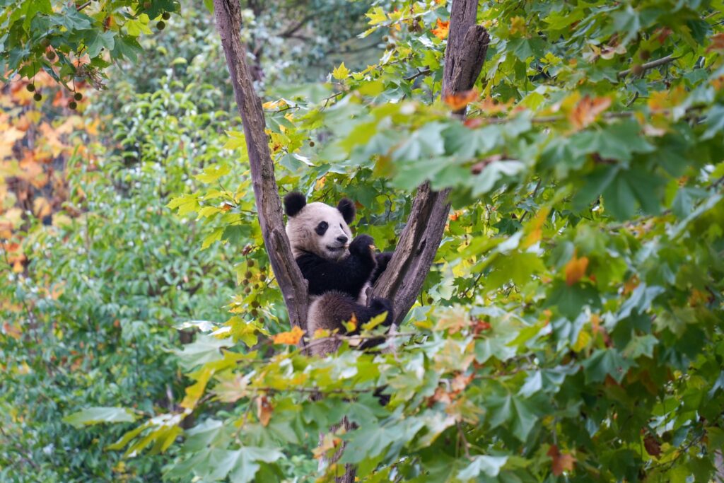 Giant panda resting in a leafy tree