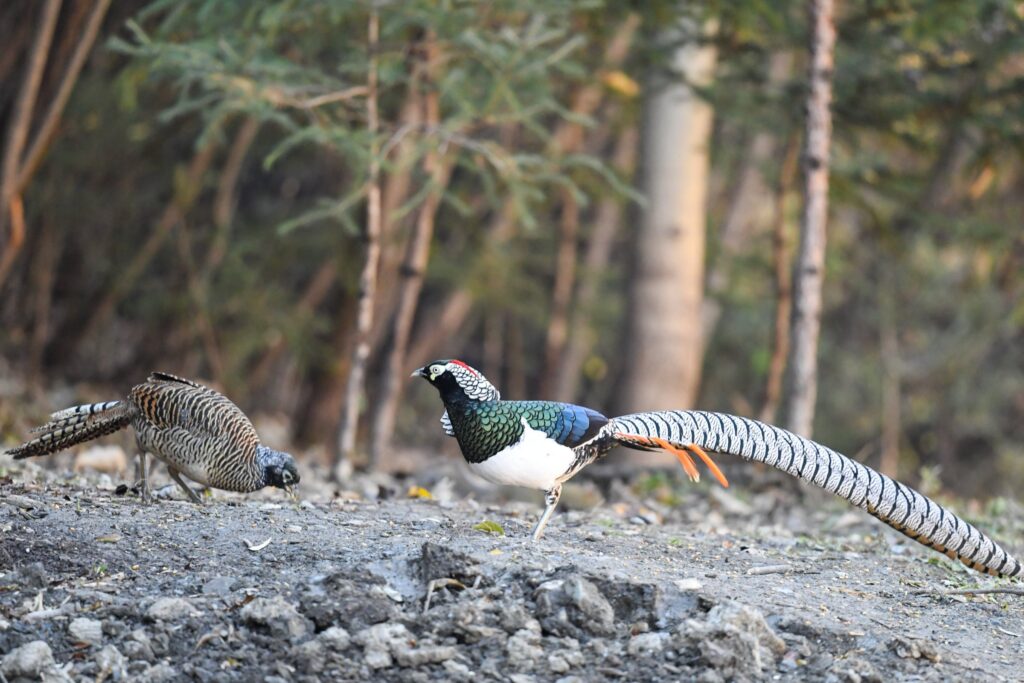Lady Amherst's pheasant in a forest
