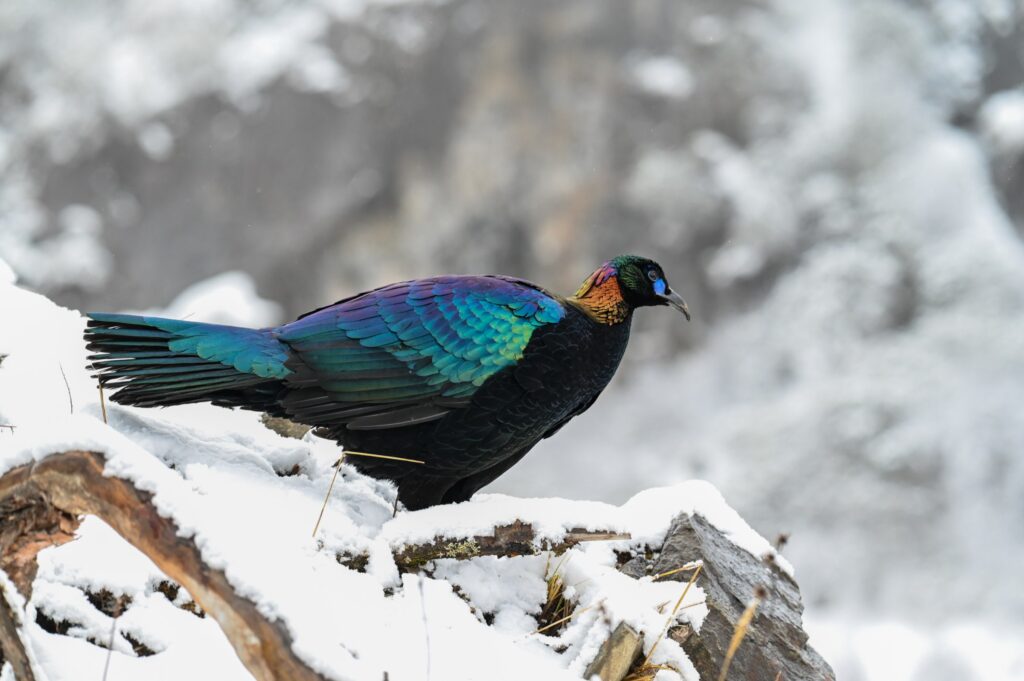 Male monal pheasant standing on a snow-covered forest slope