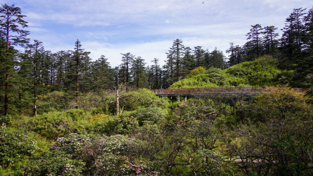 Elevated boardwalk crossing a mountain forest with flowering shrubs