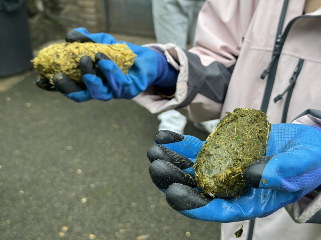 Panda volunteers wearing gloves prepare leaf-based food for giant pandas
