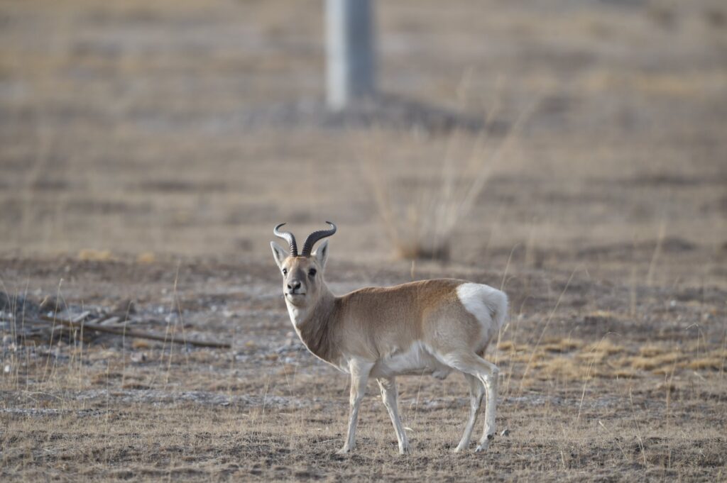 Male Przewalski's gazelle standing in open grassland