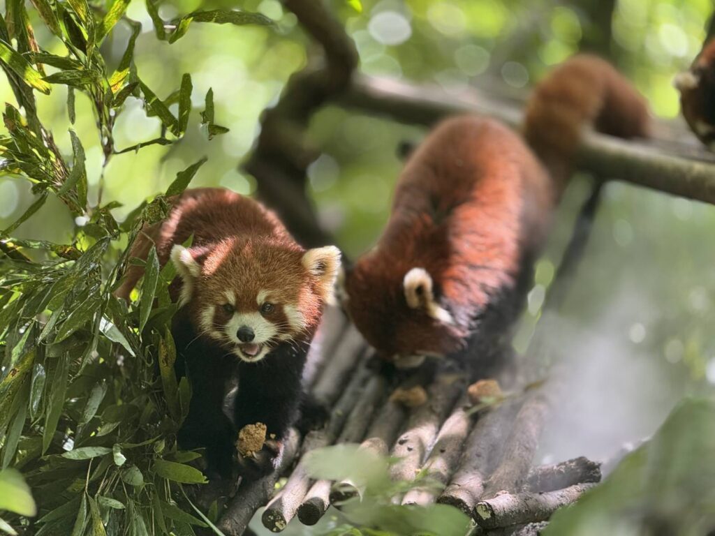 Several red pandas moving and resting on wooden platforms among leafy trees