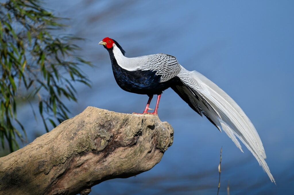 Male silver pheasant perched on a rock against a blue background
