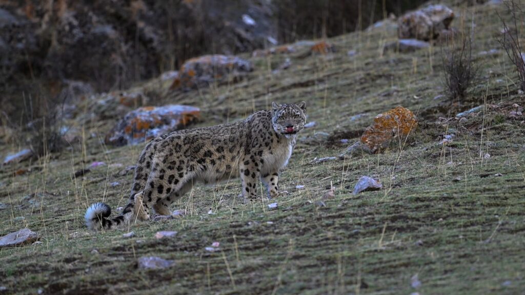 Snow leopard standing on a rocky mountain slope and licking its nose