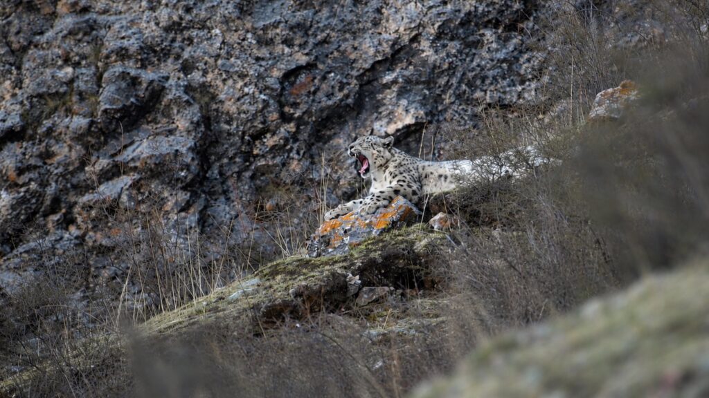 Snow leopard yawning while resting on a rocky slope