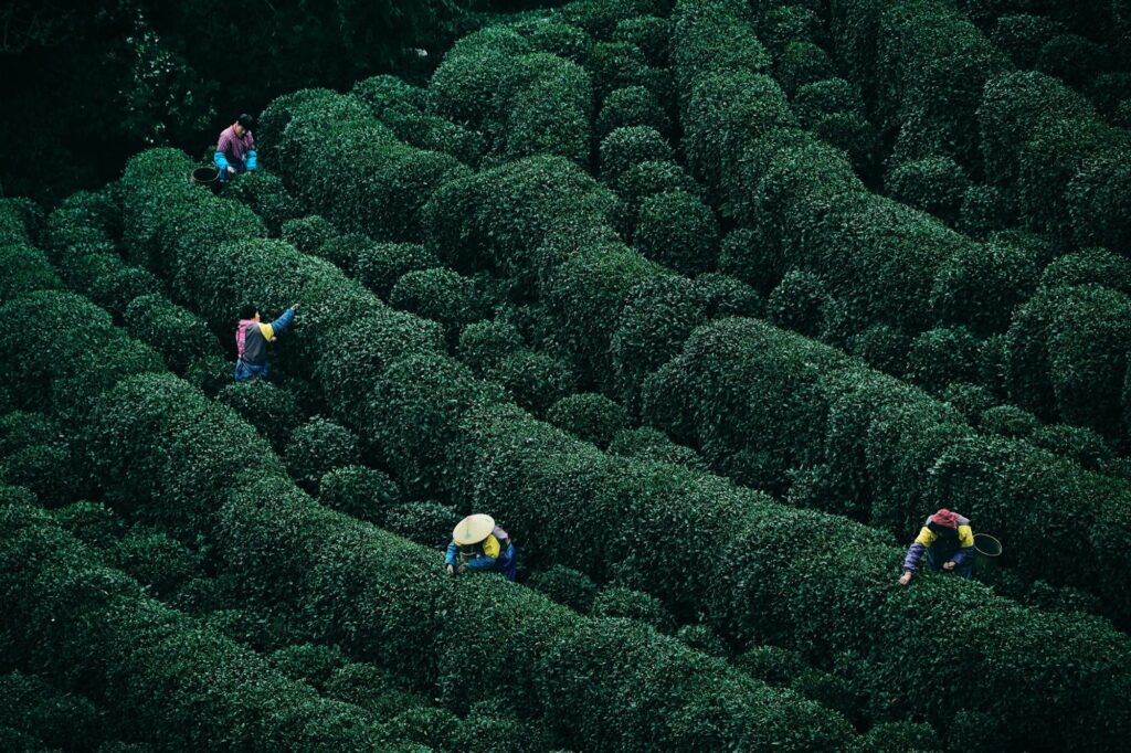Tea workers harvesting leaves across a lush mountain tea plantation